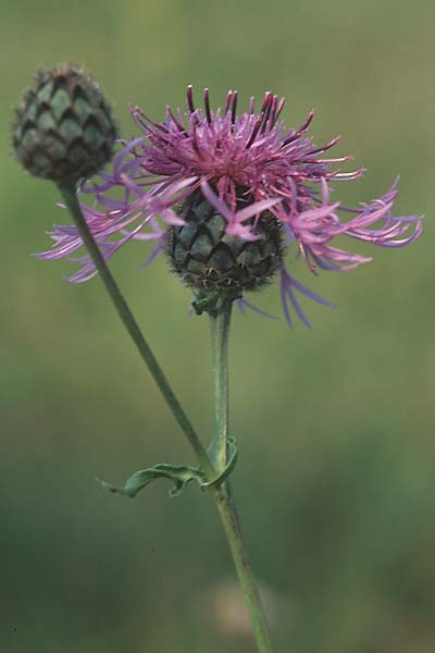 Centaurea scabiosa / Greater Knapweed, D Pforzheim 24.9.2005