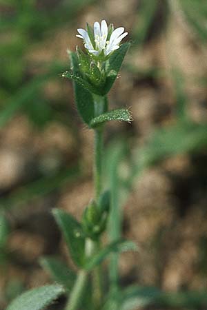 Cerastium holosteoides \ Gewhnliches Hornkraut / Common Mouse-Ear, D Spessart, Steinau 6.5.2006