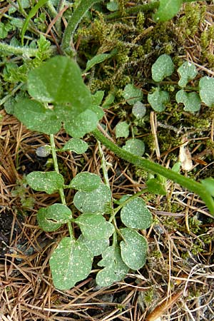 Cardamine flexuosa \ Wald-Schaumkraut, D Gladenbach 26.4.2014