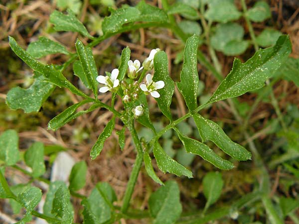 Cardamine flexuosa / Wavy Bitter-Cress, D Gladenbach 26.4.2014