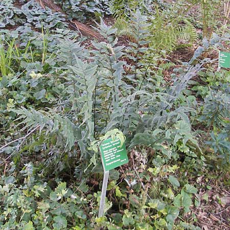 Cyrtomium fortunei \ Fortunes Sichelfarn / Japanese Holly Fern, D Weinheim an der Bergstraße, Botan. Gar.  Hermannshof 1.11.2011