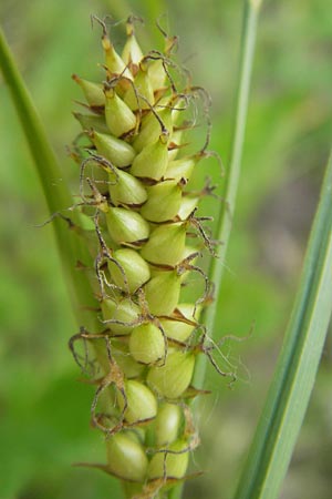 Carex acutiformis \ Sumpf-Segge, D Mannheim 23.5.2012