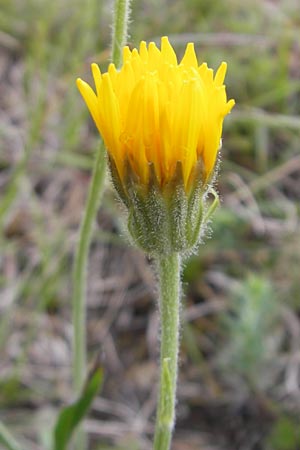 Crepis foetida \ Stink-Pippau / Stinking Hawk's-Beard, D Solnhofen 5.6.2012