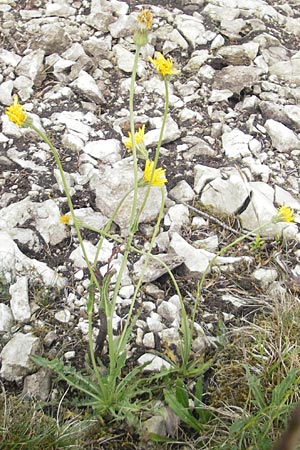 Crepis foetida \ Stink-Pippau / Stinking Hawk's-Beard, D Solnhofen 5.6.2012