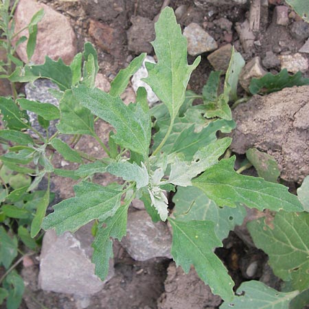 Chenopodium ficifolium \ Feigenblttriger Gnsefu / Fig-Leaved Goosefoot, D Heidelberg 21.7.2012