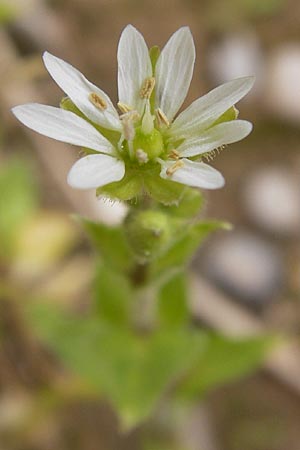 Stellaria neglecta \ Auwald-Vogelmiere, D Heidelberg 30.7.2012