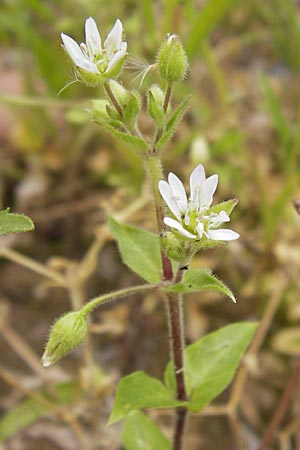 Stellaria neglecta \ Auwald-Vogelmiere / Greater Chickweed, D Heidelberg 30.7.2012