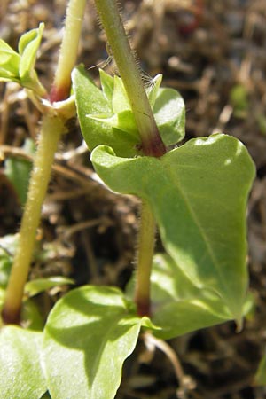 Stellaria neglecta \ Auwald-Vogelmiere / Greater Chickweed, D Heidelberg 31.7.2012