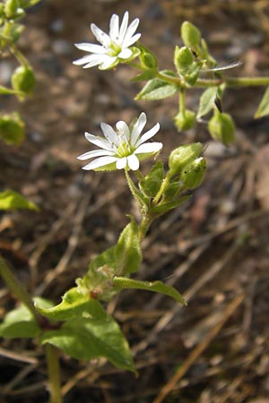 Stellaria neglecta \ Auwald-Vogelmiere / Greater Chickweed, D Heidelberg 31.7.2012