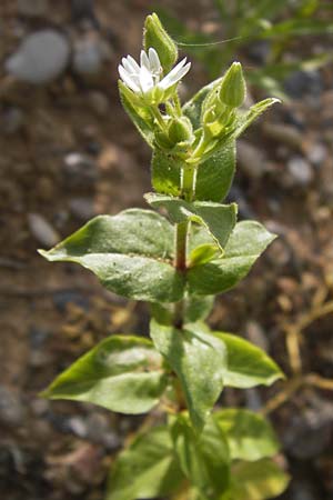 Stellaria neglecta \ Auwald-Vogelmiere / Greater Chickweed, D Heidelberg 31.7.2012