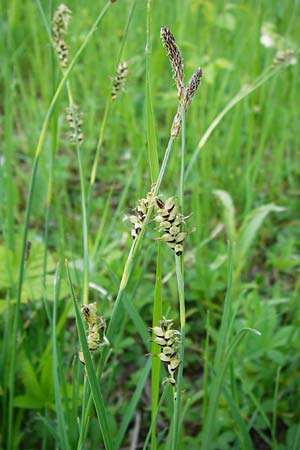 Carex panicea \ Hirse-Segge / Carnation Sedge, D Mannheim 30.4.2014