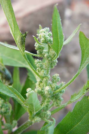 Chenopodium ficifolium \ Feigenblttriger Gnsefu / Fig-Leaved Goosefoot, D Mannheim 2.10.2014