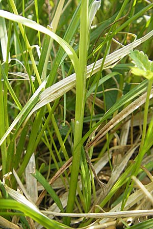 Carex polyphylla \ Unterbrochenhrige Segge, D Lampertheim 3.5.2009