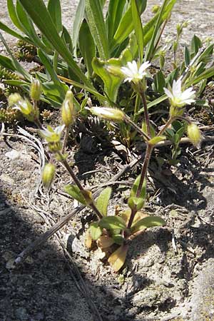 Cerastium glutinosum \ Bleiches Hornkraut, D Mannheim 24.4.2010