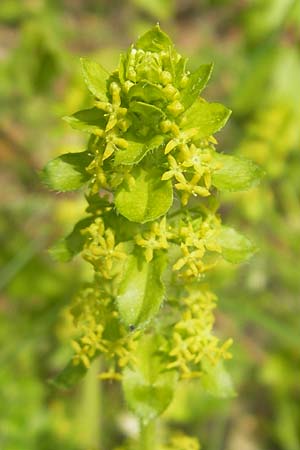 Cruciata laevipes \ Gewhnliches Kreuzlabkraut, D Franken Scheßlitz 18.5.2012