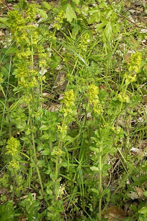 Cruciata laevipes / Crosswort, D Franconia Scheßlitz 18.5.2012