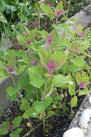 Chenopodium x reynieri / Hybrid Goosefoot, D Bruchsal 23.6.2012