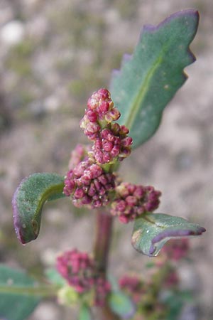 Chenopodium glaucum \ Blaugrner Gnsefu / Oak-Leaved Goosefoot, Glaucous Goosefoot, D Heidelberg 21.7.2012