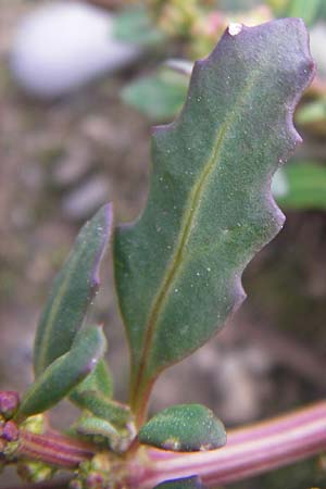 Chenopodium glaucum \ Blaugrner Gnsefu / Oak-Leaved Goosefoot, Glaucous Goosefoot, D Heidelberg 21.7.2012