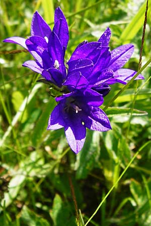 Campanula glomerata \ Knuel-Glockenblume, D Hechingen 21.6.2014