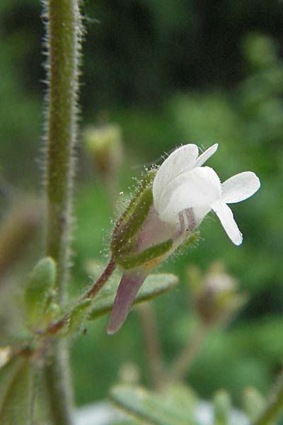 Chaenorhinum minus \ Kleiner Orant / Small Toadflax, D Mannheim 7.7.2006