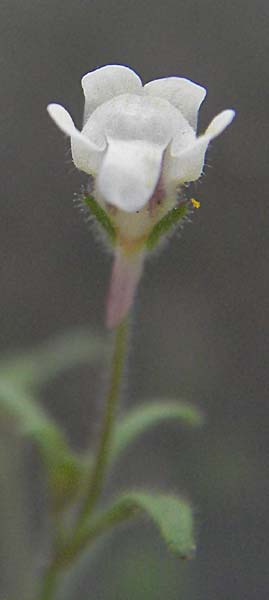 Chaenorhinum minus \ Kleiner Orant / Small Toadflax, D Mannheim 7.7.2006