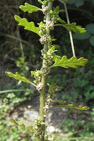 Dysphania pumilio \ Australischer Drsengnsefu / Clammy Goosefoot, D Büttelborn 29.7.2006