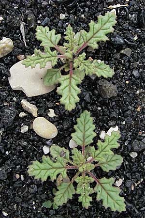 Dysphania botrys \ Klebriger Drsengnsefu / Sticky Goosefoot, Jerusalem Oak, D Mannheim 5.8.2006