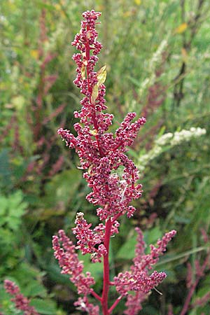 Chenopodium polyspermum / Many-Seeded Goosefoot, D Friedberg 26.8.2006