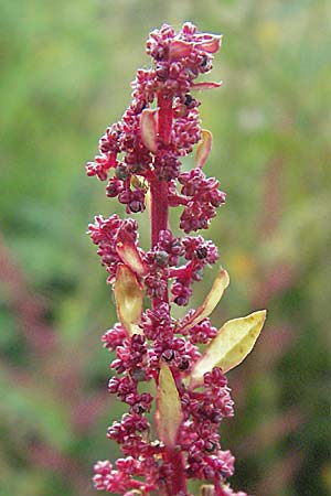 Chenopodium polyspermum \ Vielsamiger Gnsefu / Many-Seeded Goosefoot, D Friedberg 26.8.2006