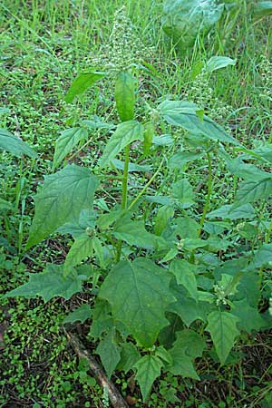 Chenopodium hybridum \ Bastard-Gnsefu, Stechapfelblttriger Gnsefu / Maple-Leaved Goosefoot, D Sandhausen 31.8.2006