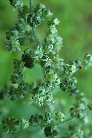 Chenopodium hybridum \ Bastard-Gnsefu, Stechapfelblttriger Gnsefu / Maple-Leaved Goosefoot, D Sandhausen 31.8.2006