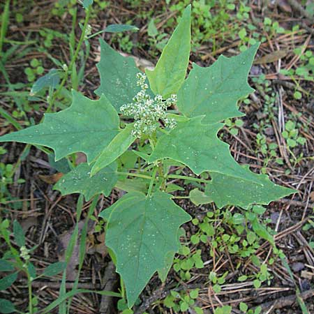 Chenopodium hybridum \ Bastard-Gnsefu, Stechapfelblttriger Gnsefu / Maple-Leaved Goosefoot, D Sandhausen 31.8.2006