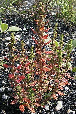 Dysphania botrys / Sticky Goosefoot, Jerusalem Oak, D Mannheim 1.9.2006