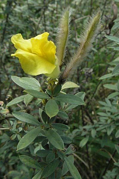 Cytisus austriacus \ sterreichischer Zwerg-Geiklee, D Botan. Gar.  Universit.  Heidelberg 18.10.2006