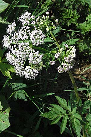 Chaerophyllum hirsutum / Hairy Chervil, D Black-Forest, Schönau 28.4.2007