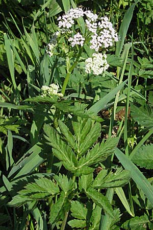 Chaerophyllum hirsutum \ Berg-Klberkropf / Hairy Chervil, D Schwarzwald/Black-Forest, Schönau 28.4.2007