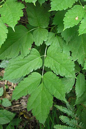 Actaea spicata \ Christophskraut, D Hemsbach 11.5.2007