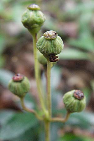 Chimaphila umbellata / Pipsissewa, D Babenhausen 11.8.2007