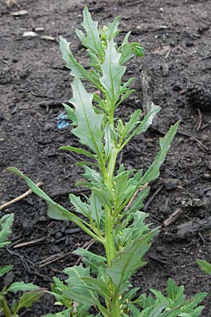 Chenopodium glaucum \ Blaugrner Gnsefu / Oak-Leaved Goosefoot, Glaucous Goosefoot, D Babenhausen 11.8.2007