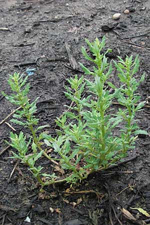 Chenopodium glaucum \ Blaugrner Gnsefu / Oak-Leaved Goosefoot, Glaucous Goosefoot, D Babenhausen 11.8.2007