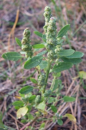 Chenopodium album \ Weier Gnsefu, Wilde Melde / Fat Hen, D Sandhausen 4.10.2007