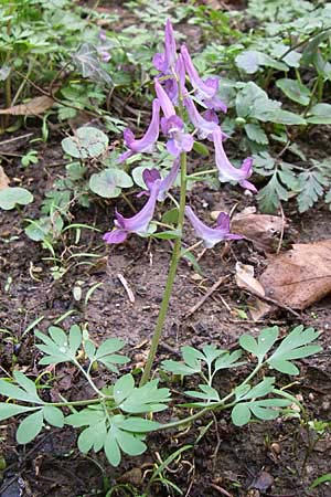 Corydalis cava x solida \ Lerchensporn-Hybride / Hybrid Hollow-Root, D Weinheim an der Bergstraße 12.3.2008