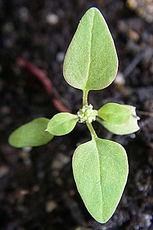 Chenopodium polyspermum / Many-Seeded Goosefoot, D Mannheim 31.8.2008