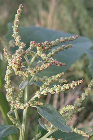 Atriplex sagittata \ Glanz-Melde / Glossy-Leaved Orache, D Rheinhessen, Wöllstein 2.9.2008