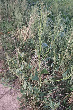 Atriplex sagittata / Glossy-Leaved Orache, D Rheinhessen, Wöllstein 2.9.2008