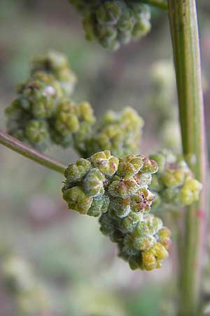 Chenopodium ficifolium \ Feigenblttriger Gnsefu / Fig-Leaved Goosefoot, D Viernheim 1.11.2008