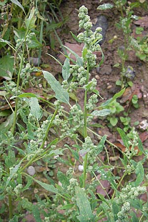 Chenopodium ficifolium \ Feigenblttriger Gnsefu / Fig-Leaved Goosefoot, D Viernheim 1.11.2008