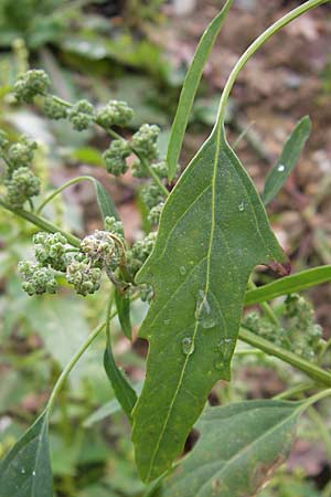 Chenopodium ficifolium \ Feigenblttriger Gnsefu / Fig-Leaved Goosefoot, D Viernheim 1.11.2008