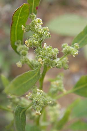 Chenopodium ficifolium \ Feigenblttriger Gnsefu / Fig-Leaved Goosefoot, D Viernheim 1.11.2008